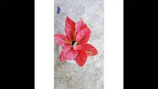 aglonema ayunindi
