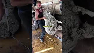 How sheep shearing actually works today