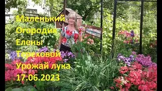 Маленький Огородик Елены Тереховой -    Урожай лука 17.06.2023