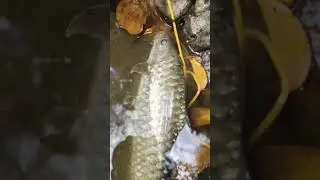 copper mahseer | stream fishing | tengas | #shorts #streamfishing