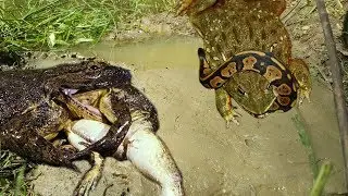 GIANT BULL FROG! || The Best Bull Frog Catching || Amazing 2Boys Catching Bull Frog
