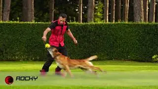 Moving with your dog: Father & Son Edition