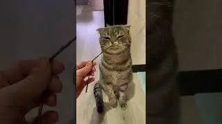 Верба и котик 