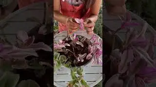 Rescatando Plantas Tradescantia Nanouk #plantas #jardineriayplantas  #plantlover #jardin