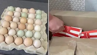 Как запаковать икубационное яйцо для отправки по почте