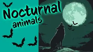 NOCTURNAL animals 🦇 🐺 awake at NIGHT