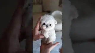 Pure maltese here😘 Only for us!!🫡❣️❣️❣️🫡 #puppy #puppydog #maltese