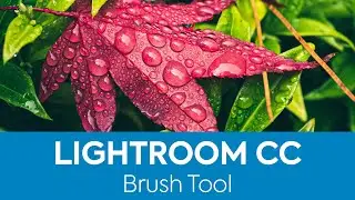 How to use the Brush Tool in Lightroom CC