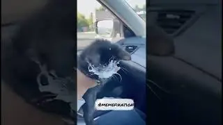 Cat Meme Compilation #memes #funnyvideo #cat