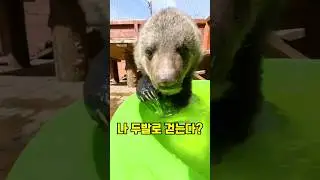 아기곰이 두발로 걷기 시작하면..?