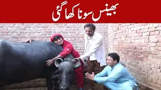 پنکی نے بھینس کے علاج کے لئے پاگل ڈاکٹر بلا لیا