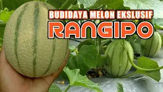 Grebeg Lahan Melon RANGIPO | Cara Pembuahan & Sistem Pemupukan 🍈