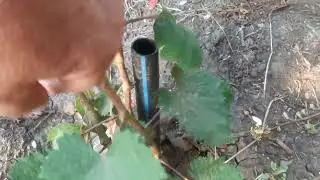 Влияние полива на вызревание лозы винограда