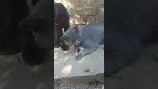 котячі ніжнощі