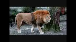 Tiere