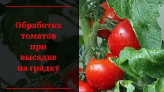 Это 100% необходимо при пересадке томатов на грядку.