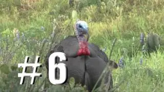SHOW 8 MCCREA TURKEY