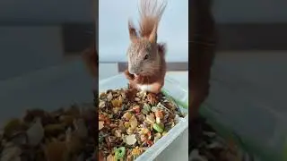 Протеїн для білки. Багато їжі не буває / There is no such thing as a lot of food