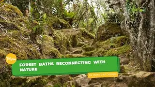 Forest baths reconnecting with nature