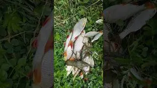 ЗОЛОТАЯ КРАСНОПЕРКА