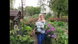 Hydrangea, natural fertilizers.