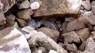 Bear Grylls vs Komodo Dragon (Official Video)