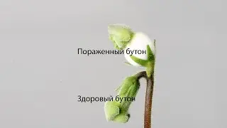 Почему опадают нераспустившиеся цветки