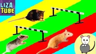 Rat obstacle course