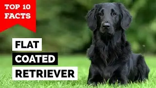 Flat-Coated Retriever - Top 10 Facts