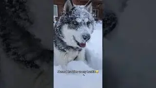 Normal dogs vs Huskies🤣🐕