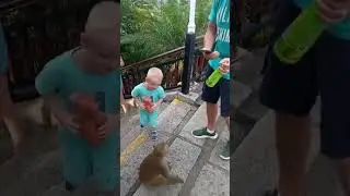 Казус с обезьяной в парке на о. Хайнань #китай #хайнань #остров #обезьяна #казус #ребенок #малыш