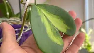 1.5 МЕТРОВАЯ ХОЙЯ 💚КЕРРИ💚😱 КАК ВЫРАСТИТЬ ХОЙЮ
