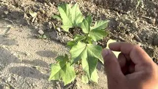 कपास की शुरुवात अवस्था में करें ये जरूरी काम पैदावार होगी दोगुनी।