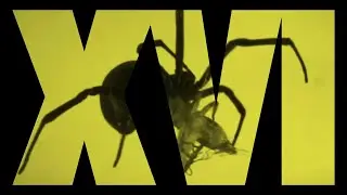 Horrorfest XVI Trailer