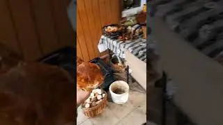 Mushrooms 2024 Eastern Europe 
