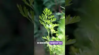 Польза морковной ботвы