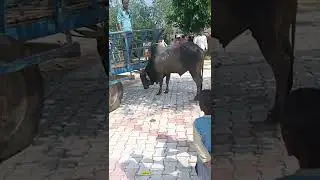 Pagal ho gaya he Sadawa Pagal ho gaya bhaisha