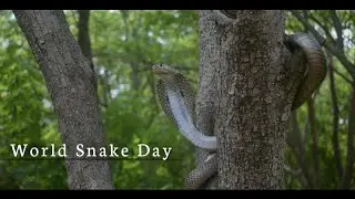Into the world of snakes | World Snake Day
