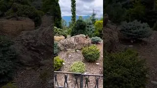 Filming one of the best conifer gardens ever at Wayne & Missy Galloway’s mountain home! #gardentour