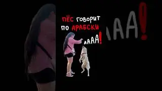 Скажи это своей пёсе и посмотри что будет😄