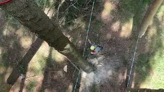 Stezka korunami stromů Lipno - kácení stromu