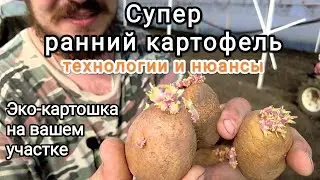 Planting potatoes in a greenhouse. All the tips and tricks for a super-early harvest.