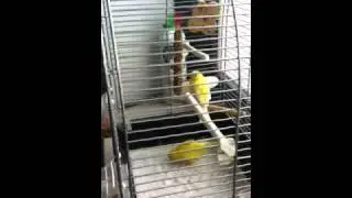 You must love Canaries