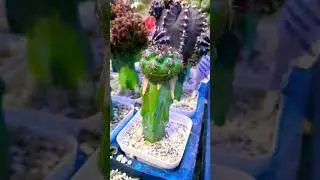 #Succulent #plant #succulents #plants #cactus #propagation #homegarden #care #tips