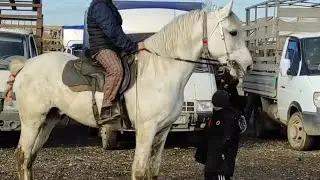 Чечня рынок Лошадей, Курчалой 16.01.2021г