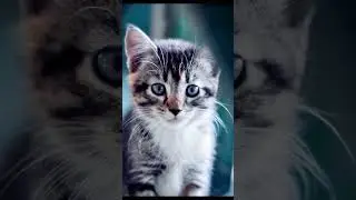 Подборка милых котиков :З