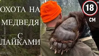 A huge bear five meters away. Bear hunting with huskies.