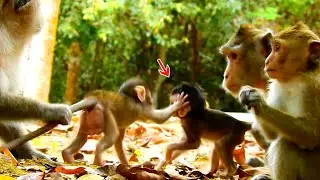 Tilly slap baby Ara a hand!
