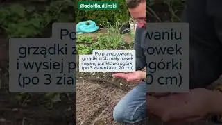 Chcesz mieć na grządkach najlepsze i najsmaczniejsze ogórki to oglądaj #uprawawarzyw #ogórki