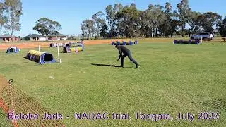 Beloka Jade (20m) competing at Agility